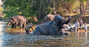 Dubare Elephant Camp, Coorg