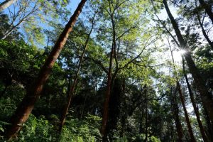 Western-Ghat-Conservation-3-1024x683