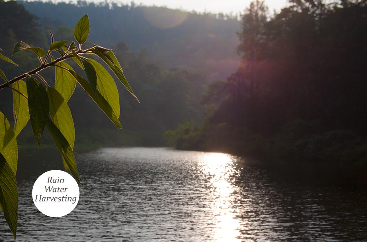 Picture of our reservoir with the sun shining as it rises, and a branch with leaves close by, diffusing some sunlight
